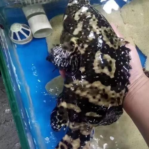 哪些品種的恐龍魚觀賞性最高（什么品種的恐龍魚觀賞性最高）