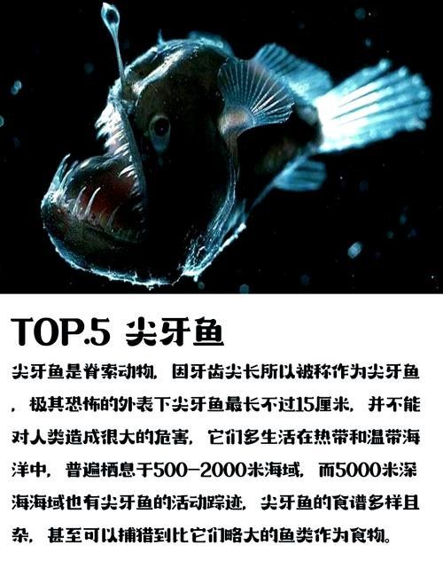 哪些品種的恐龍魚觀賞性最高（什么品種的恐龍魚觀賞性最高）
