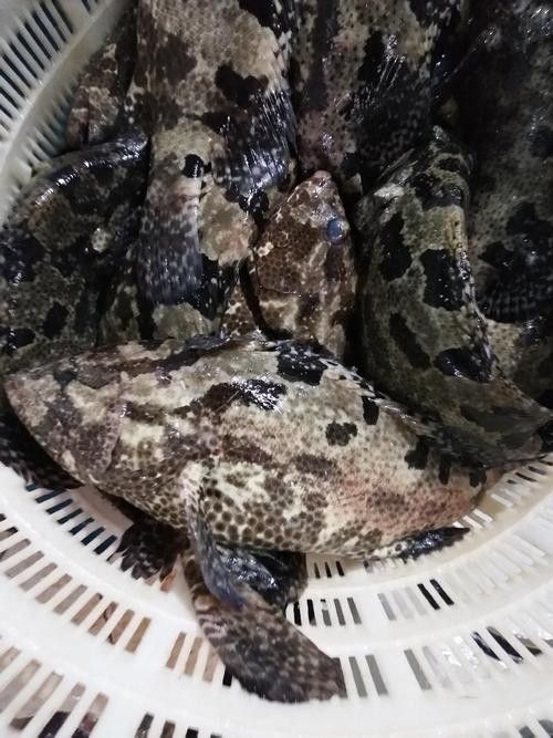 哪些品種的恐龍魚觀賞性最高（什么品種的恐龍魚觀賞性最高）