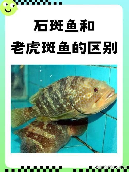 哪些品種的恐龍魚觀賞性最高（什么品種的恐龍魚觀賞性最高）