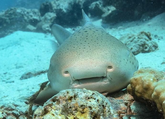 哪些品種的恐龍魚觀賞性最高（什么品種的恐龍魚觀賞性最高）