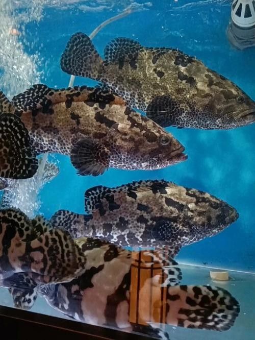哪些品種的恐龍魚觀賞性最高（什么品種的恐龍魚觀賞性最高）