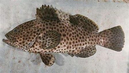 哪些品種的恐龍魚觀賞性最高（什么品種的恐龍魚觀賞性最高）