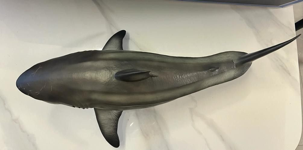 哪些品種的恐龍魚觀賞性最高（什么品種的恐龍魚觀賞性最高）
