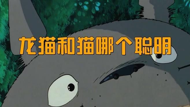 龍貓和貓咪多久適應？（龍貓和貓可以一起養嗎）