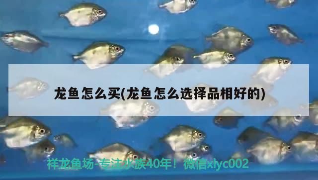 龍魚怎么買(龍魚怎么選擇品相好的)（如何挑選一條好的龍魚）