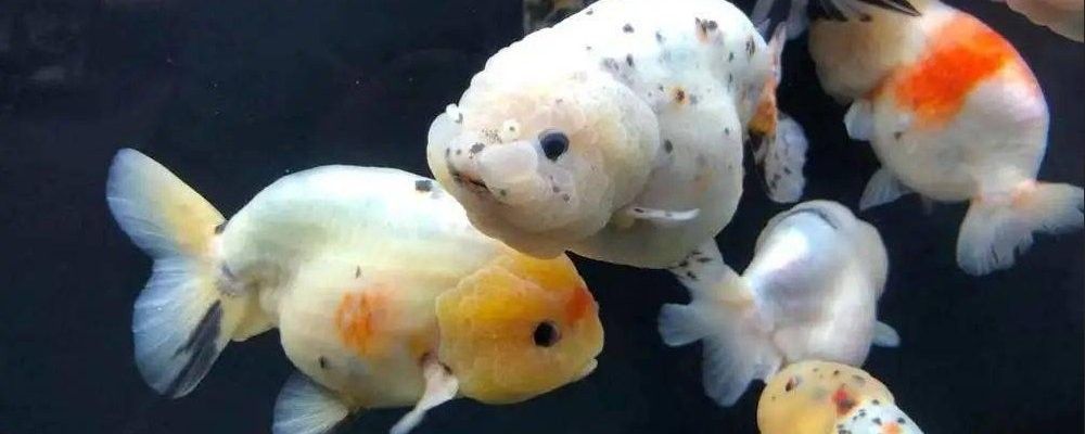 蘭壽的最佳飼養溫度是多少（蘭壽養殖水溫多少合適）