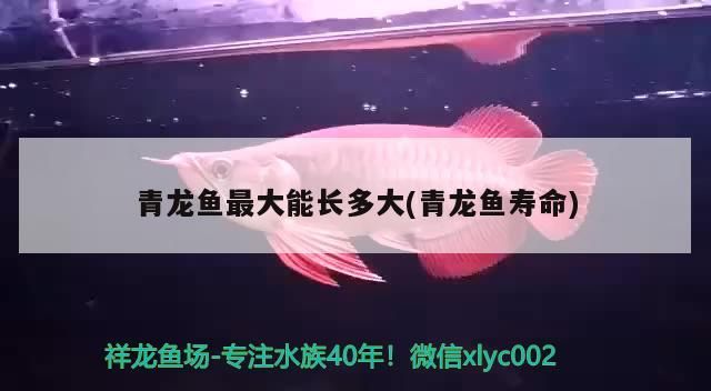 青龍魚最大能長多大(青龍魚壽命)（如何飼養青龍魚）