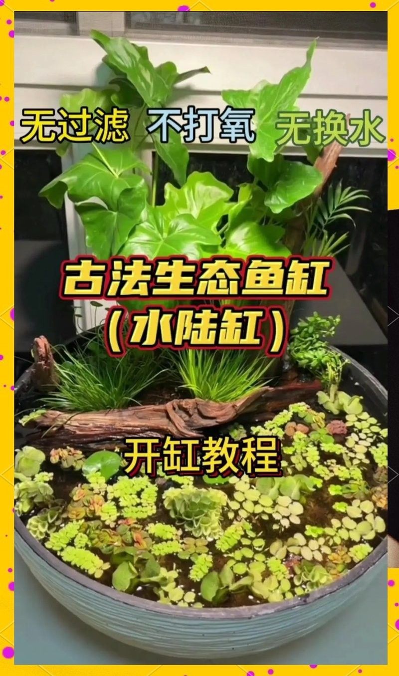 龍魚缸沉木擺放技巧（魚缸中的沉木擺放技巧是確保水族箱生態平衡和美觀的重要組成部分）