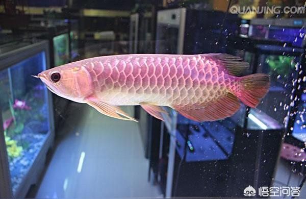 最貴的金龍魚:金龍魚最多可以活30年（養(yǎng)幾年龍魚最貴，龍魚最長能活30年？）