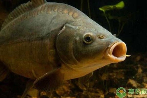 龍魚繁殖期間換水會影響繁殖嗎