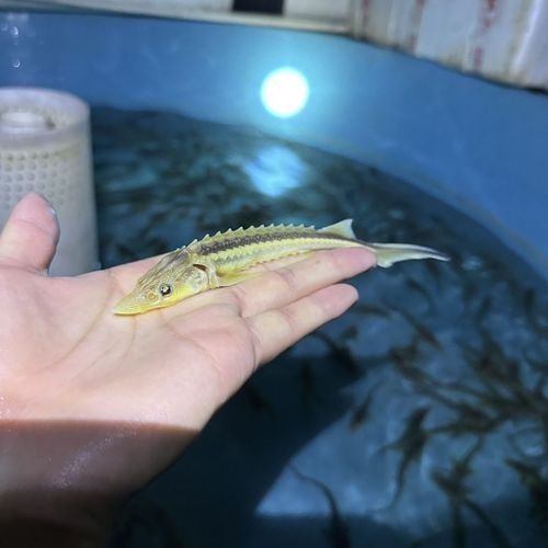 金色龍魚價格是多少（金色龍魚的價格因地區、品種和大小而異，金色龍魚的價格區間）