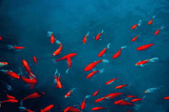 給我一些金龍魚群游的照片（關于金龍魚群游的摘要）