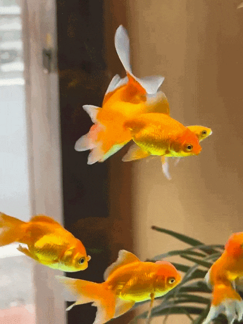 給我一些金龍魚群游的照片（關于金龍魚群游的摘要）