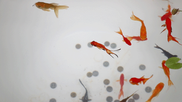 給我一些金龍魚群游的照片（關于金龍魚群游的摘要）