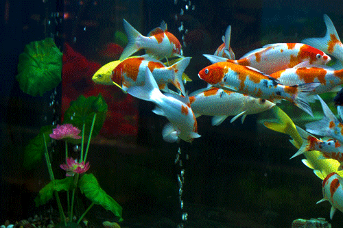 給我一些金龍魚群游的照片（關于金龍魚群游的摘要）