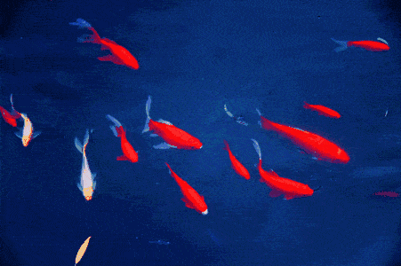 給我一些金龍魚群游的照片（關于金龍魚群游的摘要）