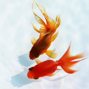 給我一些金龍魚群游的照片（關于金龍魚群游的摘要）