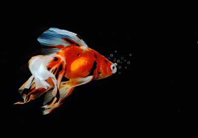 給我一些金龍魚群游的照片（關于金龍魚群游的摘要）
