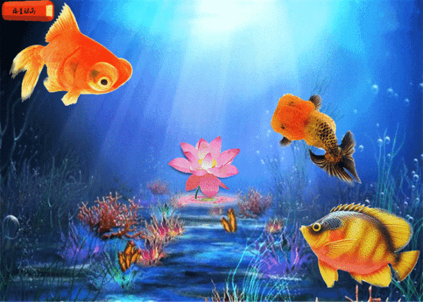 給我一些金龍魚群游的照片（關于金龍魚群游的摘要）