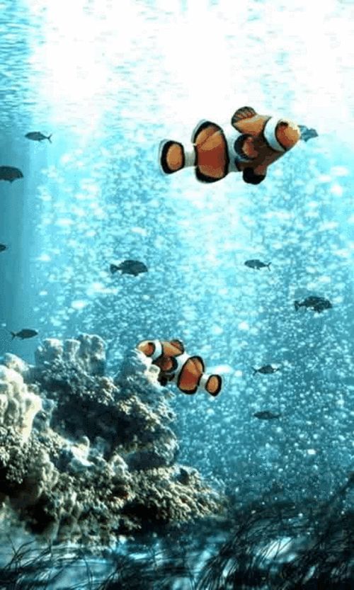 給我一些金龍魚群游的照片（關于金龍魚群游的摘要）