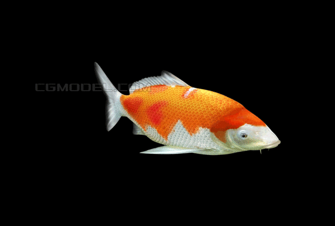 給我一些金龍魚群游的照片（關于金龍魚群游的摘要）