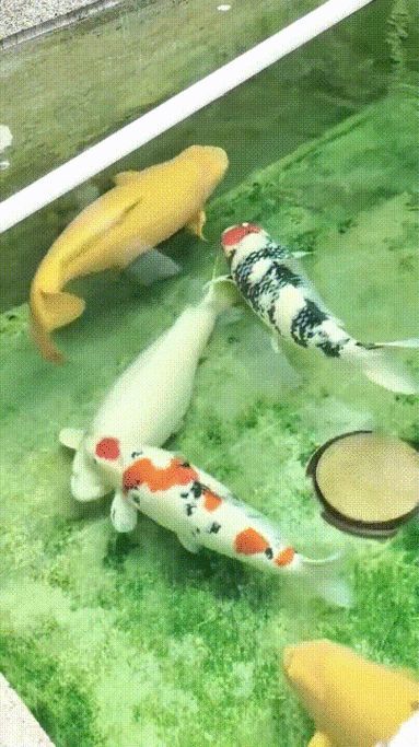 給我一些金龍魚群游的照片（關于金龍魚群游的摘要）
