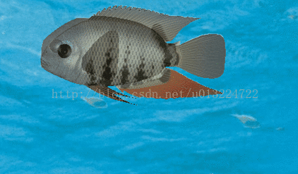 給我一些金龍魚群游的照片（關于金龍魚群游的摘要）