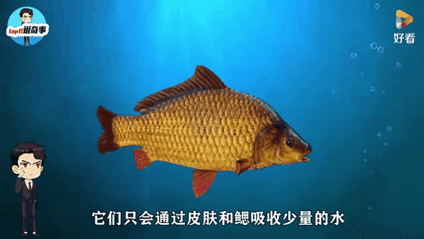 給我一些金龍魚群游的照片（關于金龍魚群游的摘要）