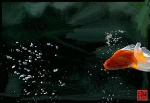 給我一些金龍魚群游的照片（關于金龍魚群游的摘要）