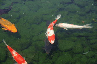 給我一些金龍魚群游的照片（關于金龍魚群游的摘要）