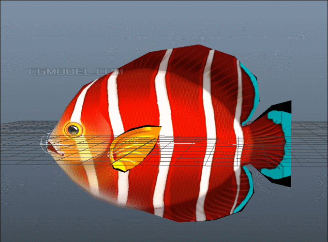 給我一些金龍魚群游的照片（關于金龍魚群游的摘要）