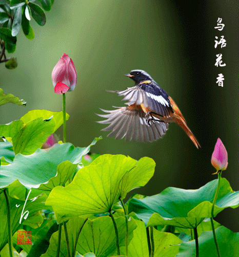 給我一些金龍魚群游的照片（關于金龍魚群游的摘要）