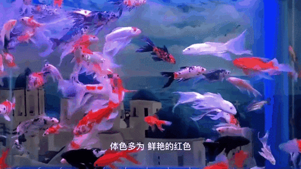 給我一些金龍魚群游的照片（關于金龍魚群游的摘要）