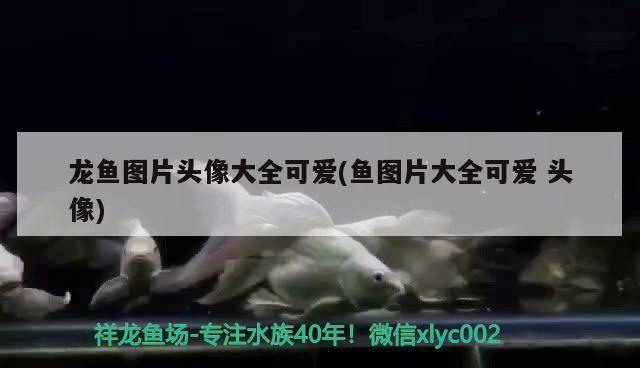 龍魚圖片頭像大全可愛(魚圖片大全可愛頭像)（世界上最美麗的魚圖片）