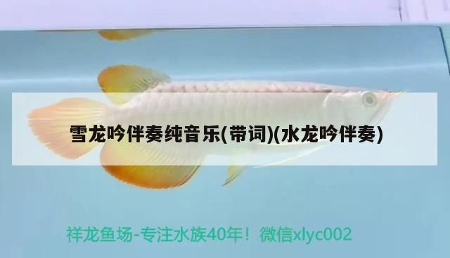 雪龍吟伴奏純音樂(帶詞)(水龍吟伴奏)（《雪龍吟伴奏純音樂(帶詞)帶詞)帶詞)的知識） 雪龍吟伴奏純音樂(帶詞)(水龍吟伴奏)（《雪龍吟伴奏純音樂(帶詞)帶詞)帶詞)的知識） 觀賞魚百科