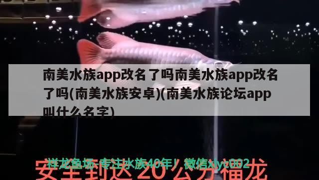 南美水族app改名了嗎南美水族app改名了嗎(南美水族安卓)(南美水族論壇app叫什么名字)（南美水族app改名了嗎）