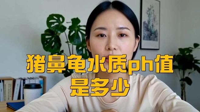 豬鼻龜多久換一次水？（關于豬鼻龜換水頻率的一些基本指南） 豬鼻龜多久換一次水？（關于豬鼻龜換水頻率的一些基本指南） 龍魚百科 第2張