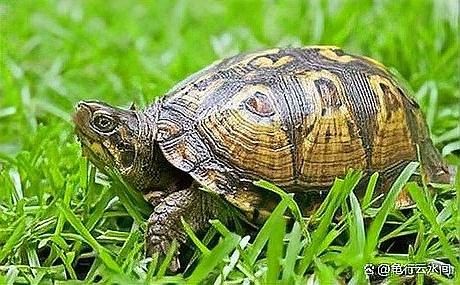 豬鼻龜多久換一次水？（關于豬鼻龜換水頻率的一些基本指南） 豬鼻龜多久換一次水？（關于豬鼻龜換水頻率的一些基本指南） 龍魚百科 第6張