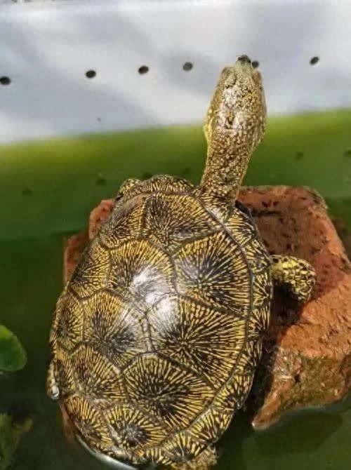 豬鼻龜多久換一次水？（關于豬鼻龜換水頻率的一些基本指南） 豬鼻龜多久換一次水？（關于豬鼻龜換水頻率的一些基本指南） 龍魚百科 第5張