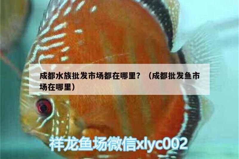 成都水族批發市場都在哪里？（成都批發魚市場在哪里）（成都水族批發市場在哪里成都水族批發市場在哪里）