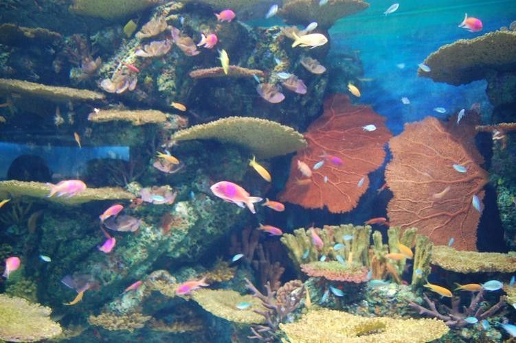 龍魚水族館的營業時間是（魚水族館營業時間是每天上午10點至晚上8點，周一至）