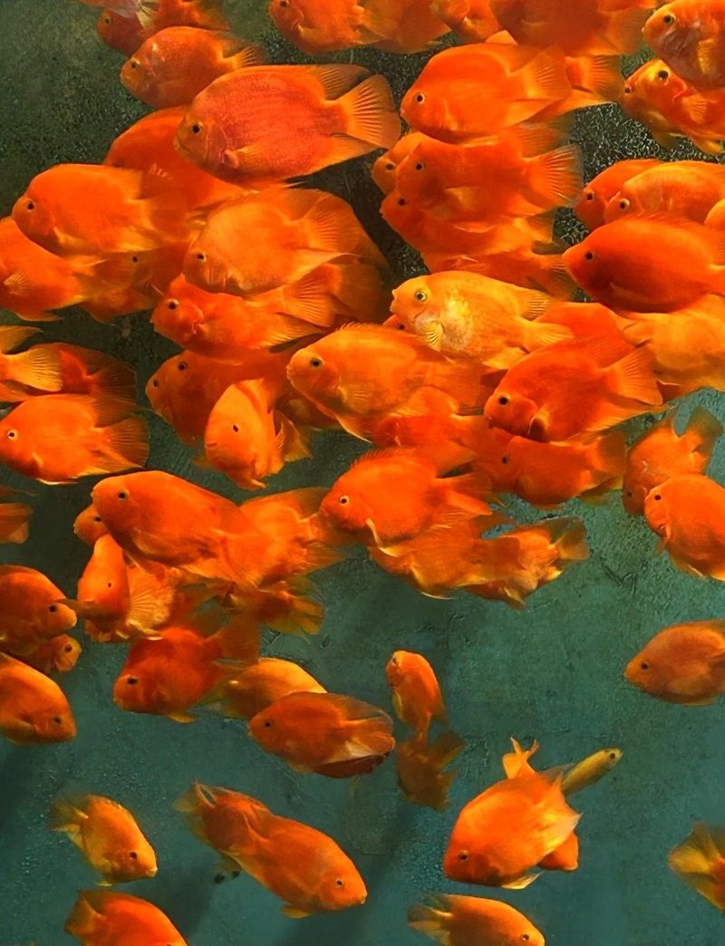 龍魚水族館的營業(yè)時間是（魚水族館營業(yè)時間是每天上午10點至晚上8點，周一至）