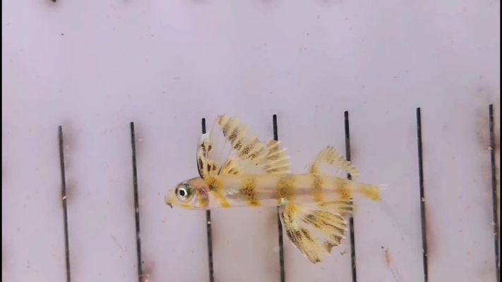 觀賞魚(yú) 白色 下巴兩條須（藍(lán)曼龍是一種觀賞魚(yú)的種類）