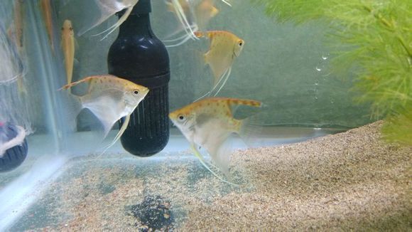 觀賞魚(yú) 白色 下巴兩條須（藍(lán)曼龍是一種觀賞魚(yú)的種類）