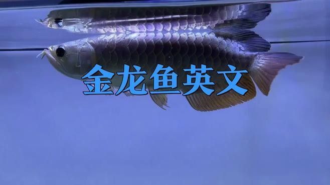 金龍魚英文名在國際上的認知度如何（金龍魚品牌的英文名“goldendragonfish”在國際上的認知度較高）