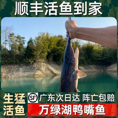 如何通過線上平臺購買萬綠湖魚？（萬綠湖魚新鮮鯪萬綠湖魚、翹嘴魚、翹嘴魚到家服務）