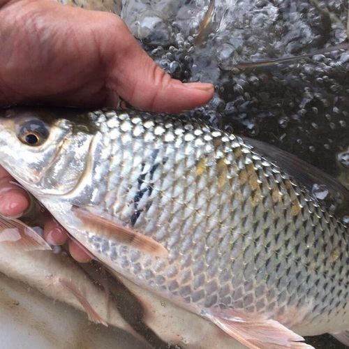 如何通過線上平臺購買萬綠湖魚？（萬綠湖魚新鮮鯪萬綠湖魚、翹嘴魚、翹嘴魚到家服務）