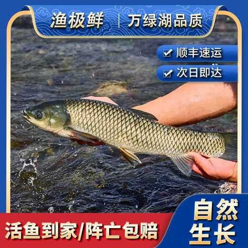 如何通過線上平臺購買萬綠湖魚？（萬綠湖魚新鮮鯪萬綠湖魚、翹嘴魚、翹嘴魚到家服務）