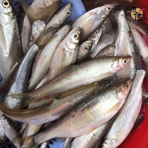 如何通過線上平臺購買萬綠湖魚？（萬綠湖魚新鮮鯪萬綠湖魚、翹嘴魚、翹嘴魚到家服務）